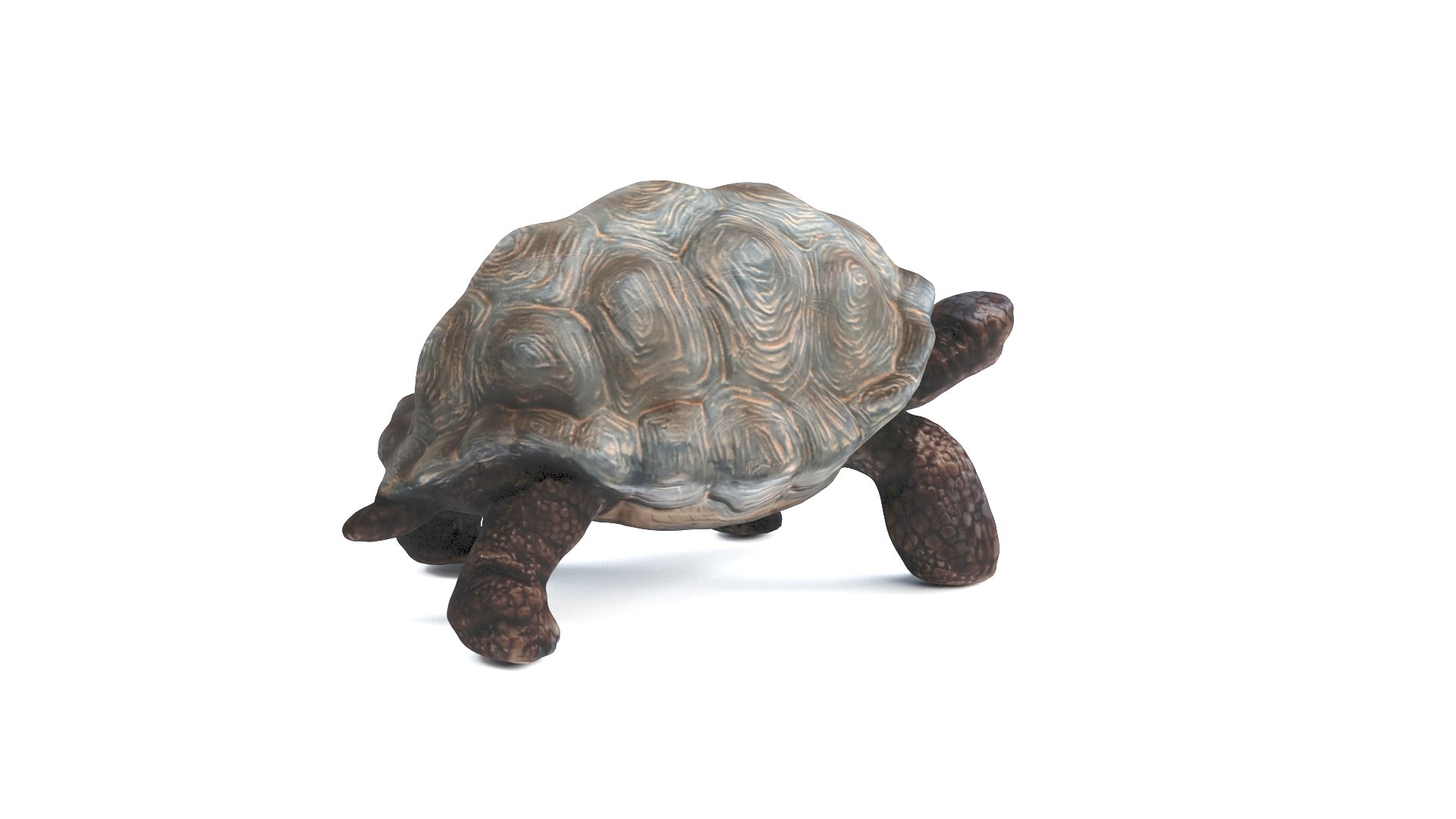 3D model tortoise turtle reptile https://p.turbosquid.com/ts-thumb/WO/BXZaI3/PlXhRFv6/tortoise_camera01_thumbnail_10006/jpg/1599743025/1920x1080/fit_q87/d3515737ba13a71805be20fb08f49820ab63e5df/tortoise_camera01_thumbnail_10006.jpg