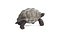 Tortoise