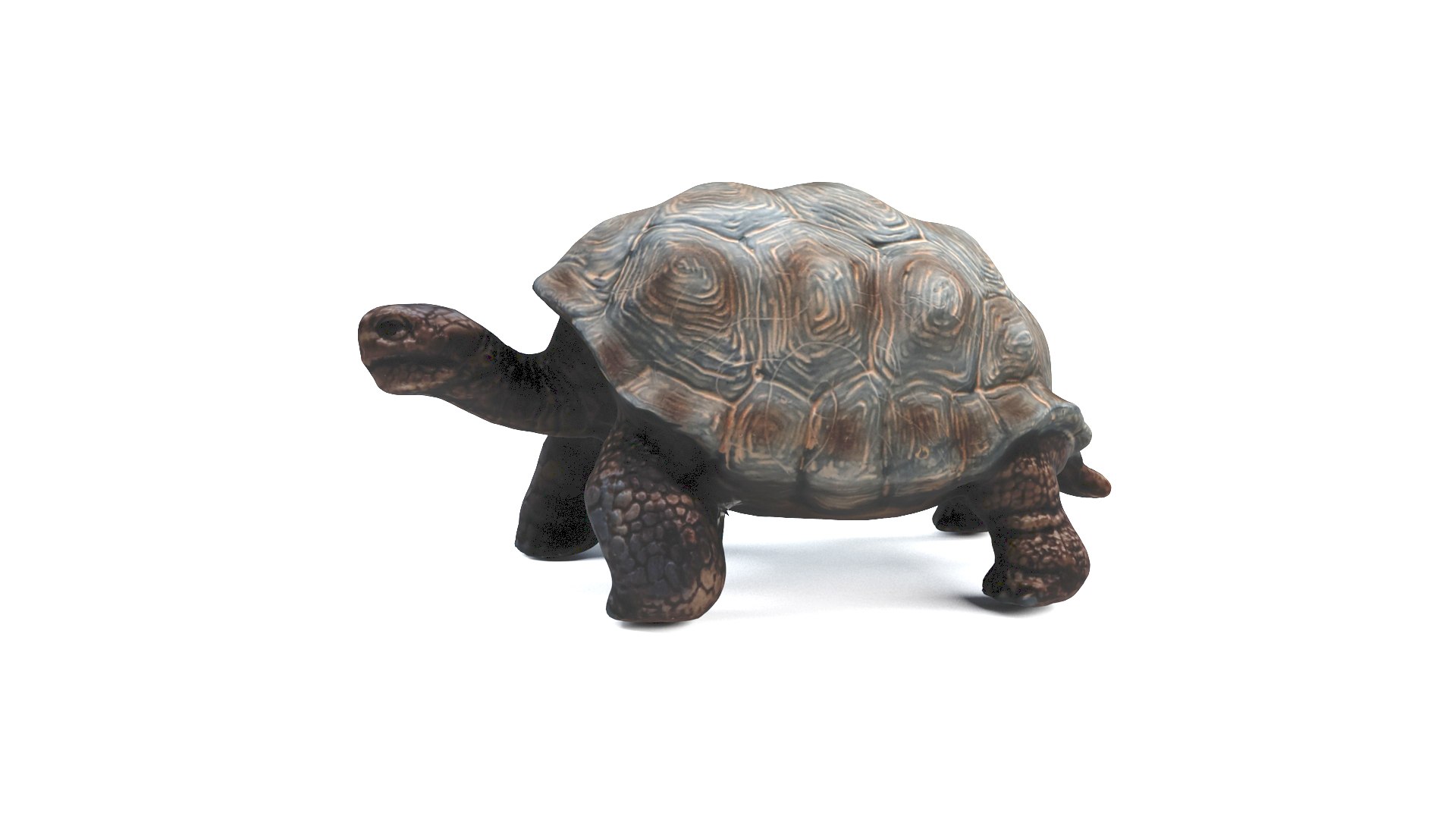 3D model tortoise turtle reptile https://p.turbosquid.com/ts-thumb/WO/BXZaI3/WQu0cBDm/tortoise_camera01_thumbnail_90001/jpg/1599743026/1920x1080/fit_q87/c7db5a65c786dab31a8acbe24211365ec2eb456b/tortoise_camera01_thumbnail_90001.jpg