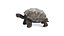 Tortoise
