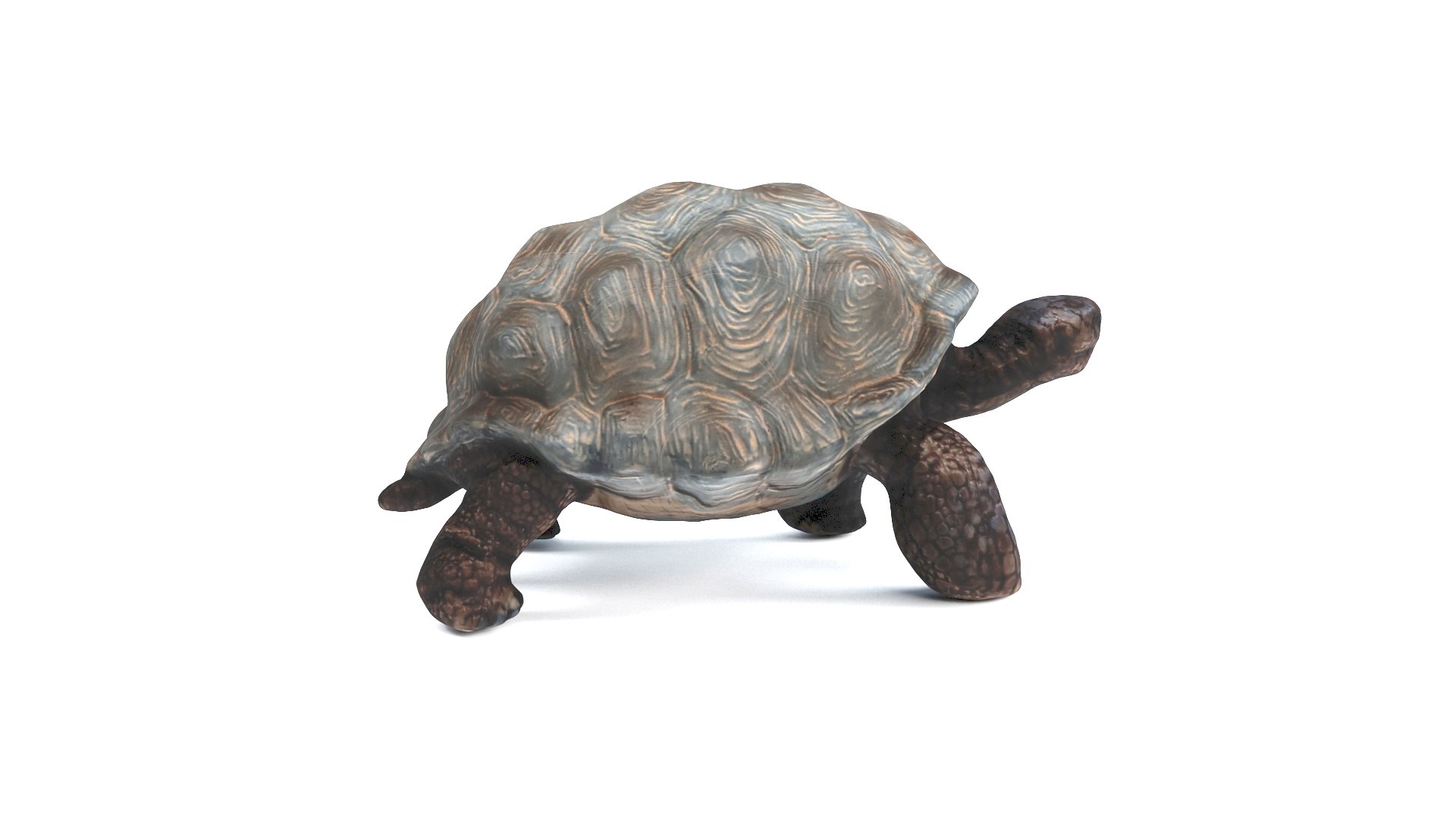 3D model tortoise turtle reptile https://p.turbosquid.com/ts-thumb/WO/BXZaI3/WyQpYoru/tortoise_camera01_thumbnail_90005/jpg/1599743027/1920x1080/fit_q87/2182a49d5d629ec0f6ee5466c93383bea8dd5cca/tortoise_camera01_thumbnail_90005.jpg