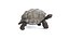 Tortoise