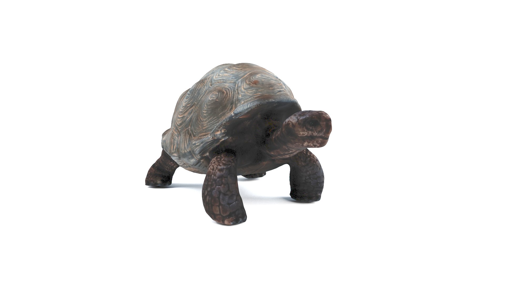 3D model tortoise turtle reptile https://p.turbosquid.com/ts-thumb/WO/BXZaI3/YPPF17rt/tortoise_camera01_thumbnail_10004/jpg/1599743025/1920x1080/fit_q87/087223eb1145496091d596fc8cdbd21f34f2c8c6/tortoise_camera01_thumbnail_10004.jpg