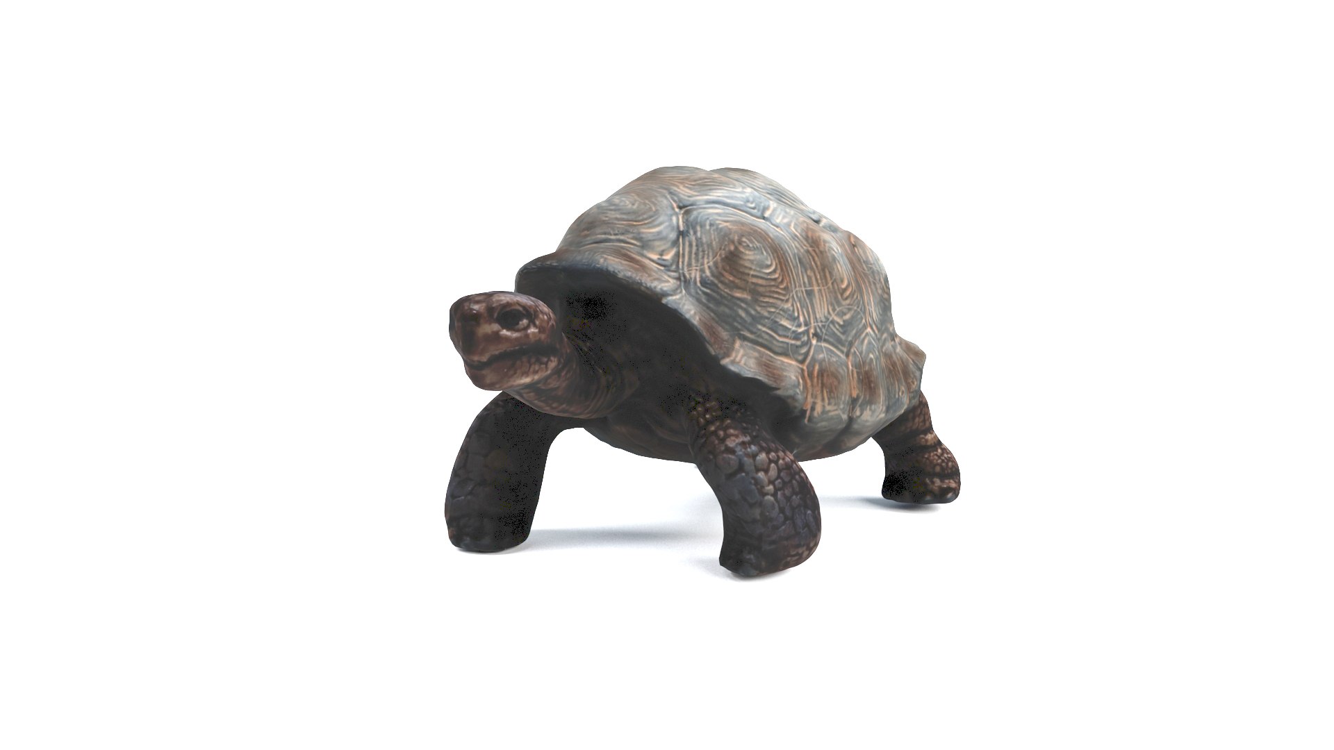 3D model tortoise turtle reptile https://p.turbosquid.com/ts-thumb/WO/BXZaI3/b3dvIVfP/tortoise_camera01_thumbnail_90002/jpg/1599743026/1920x1080/fit_q87/02d66e68c6b40b8e12f89e2b5bb3f003ce54fc94/tortoise_camera01_thumbnail_90002.jpg