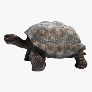 3D model tortoise turtle reptile