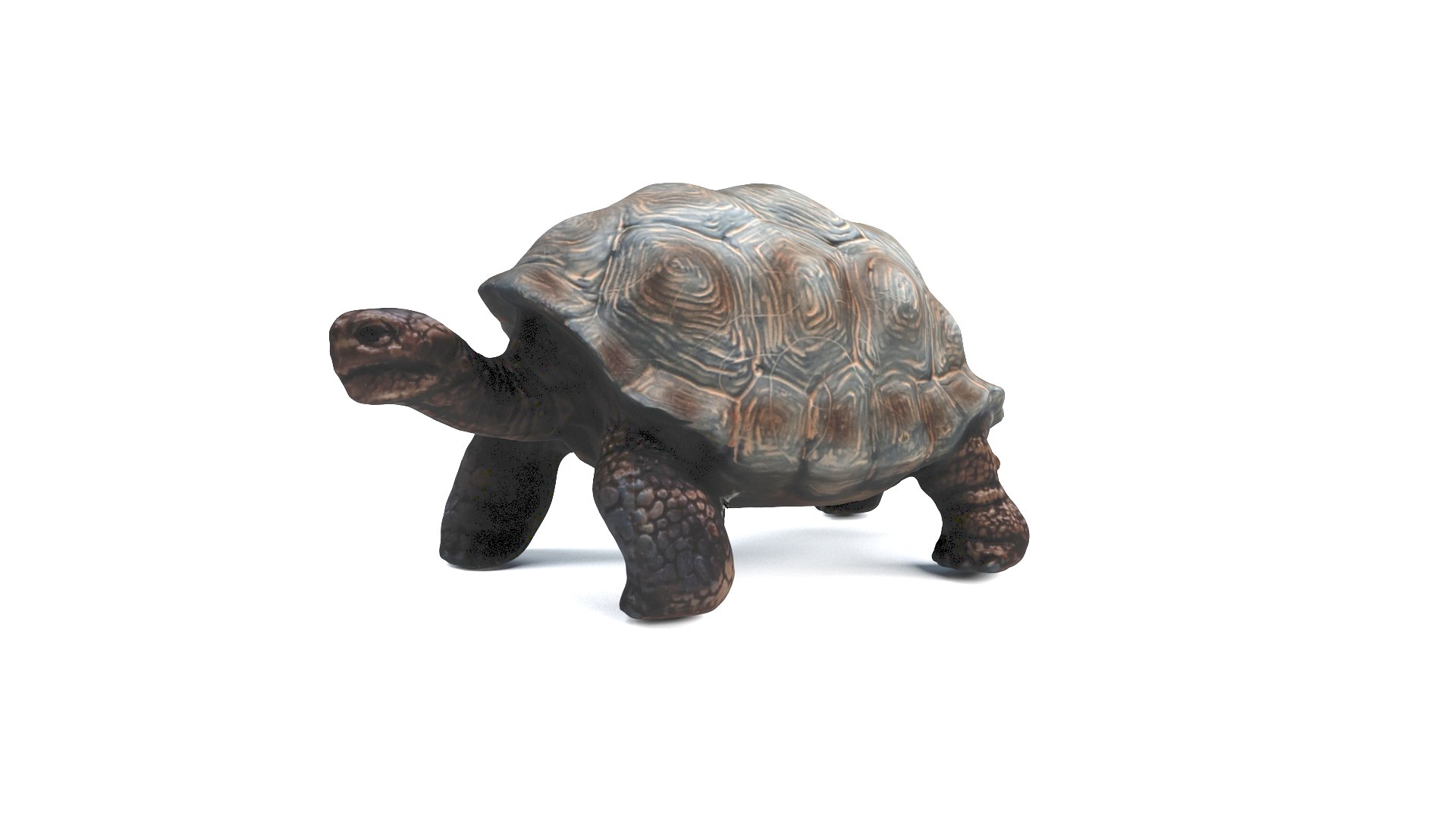 3D model tortoise turtle reptile https://p.turbosquid.com/ts-thumb/WO/BXZaI3/hVOnYvBX/tortoise_camera01_thumbnail_10002/jpg/1599743025/1920x1080/fit_q87/d263d035e693e40a2a8253d693e0ae302b356d71/tortoise_camera01_thumbnail_10002.jpg