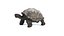 Tortoise
