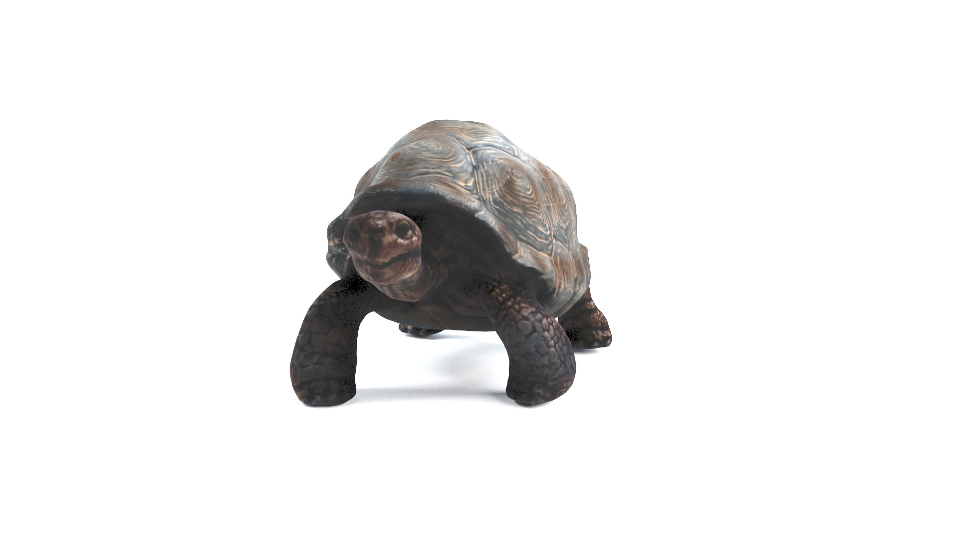 3D model tortoise turtle reptile https://p.turbosquid.com/ts-thumb/WO/BXZaI3/jRkzoCpf/tortoise_camera01_thumbnail_10003/jpg/1599743024/1920x1080/fit_q87/d479a84492dbed204b66281ee604545a1ab51fe5/tortoise_camera01_thumbnail_10003.jpg