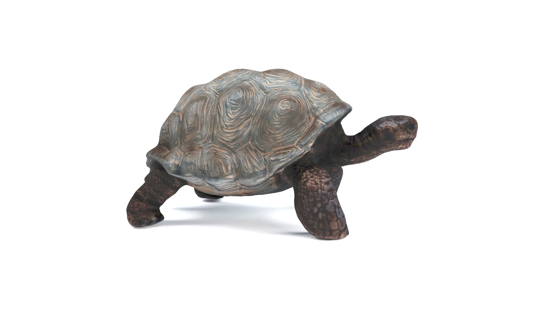 3D model tortoise turtle reptile https://p.turbosquid.com/ts-thumb/WO/BXZaI3/ktir2D4y/tortoise_camera01_thumbnail_10005/jpg/1599743025/1920x1080/fit_q87/7f3c550ab7bc91195ebcaa1efaad87ac4c05067c/tortoise_camera01_thumbnail_10005.jpg