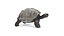 Tortoise