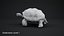 Tortoise