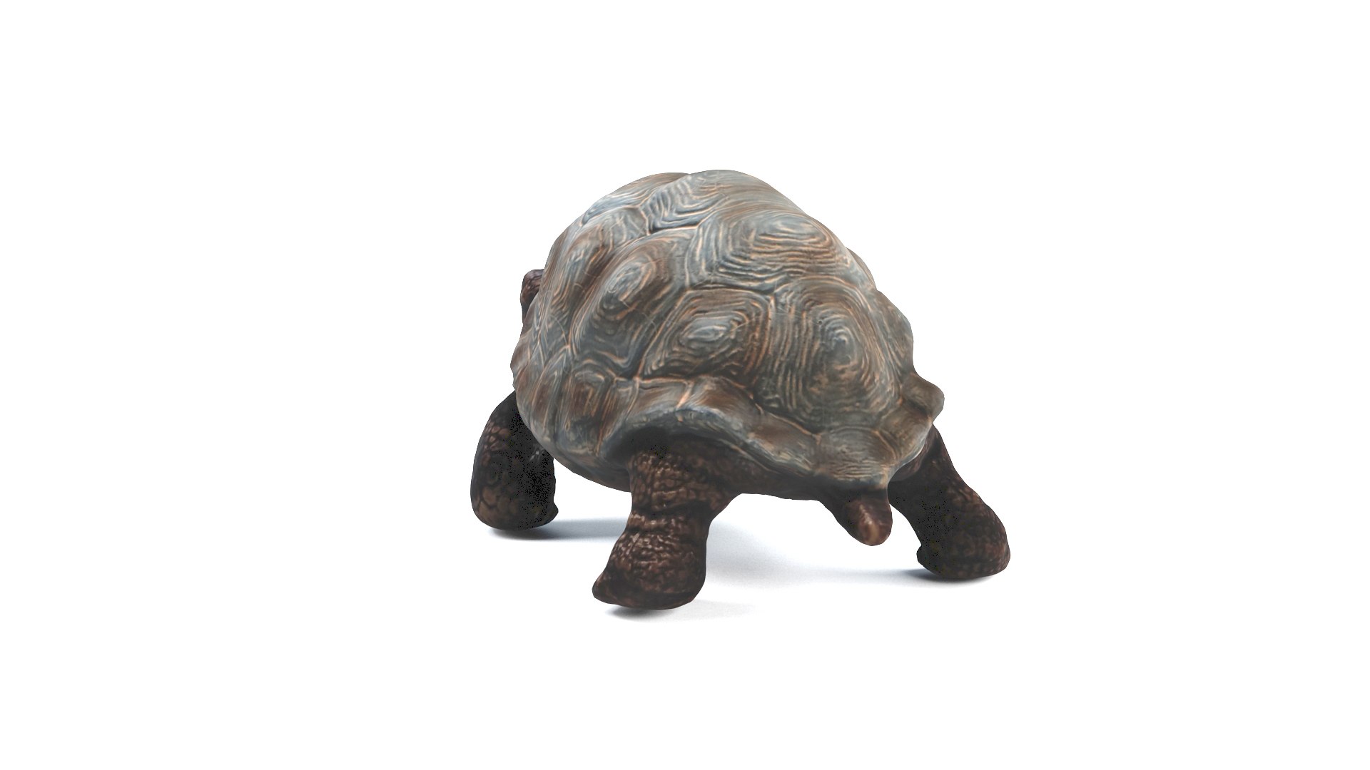3D model tortoise turtle reptile https://p.turbosquid.com/ts-thumb/WO/BXZaI3/n2IEu8uT/tortoise_camera01_thumbnail_10008/jpg/1599743026/1920x1080/fit_q87/14ddf7a7a706a32cbc28d763288d2d04c8c54ae1/tortoise_camera01_thumbnail_10008.jpg