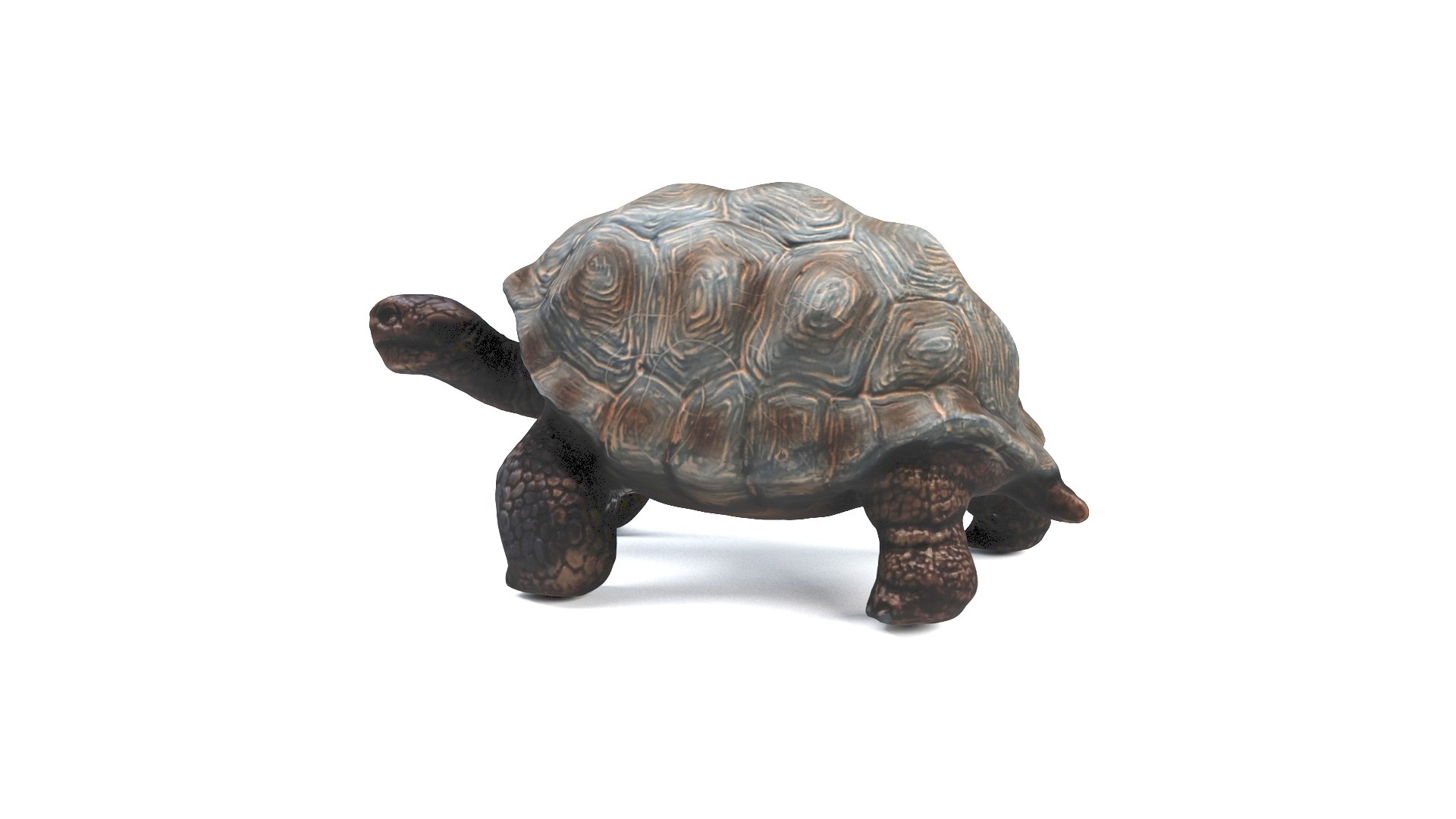3D model tortoise turtle reptile https://p.turbosquid.com/ts-thumb/WO/BXZaI3/oCd9R81V/tortoise_camera01_thumbnail_10001/jpg/1599743025/1920x1080/fit_q87/3e6f5ca0ef9d347459bf975d59f26d5c1fd519c0/tortoise_camera01_thumbnail_10001.jpg