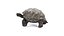 Tortoise