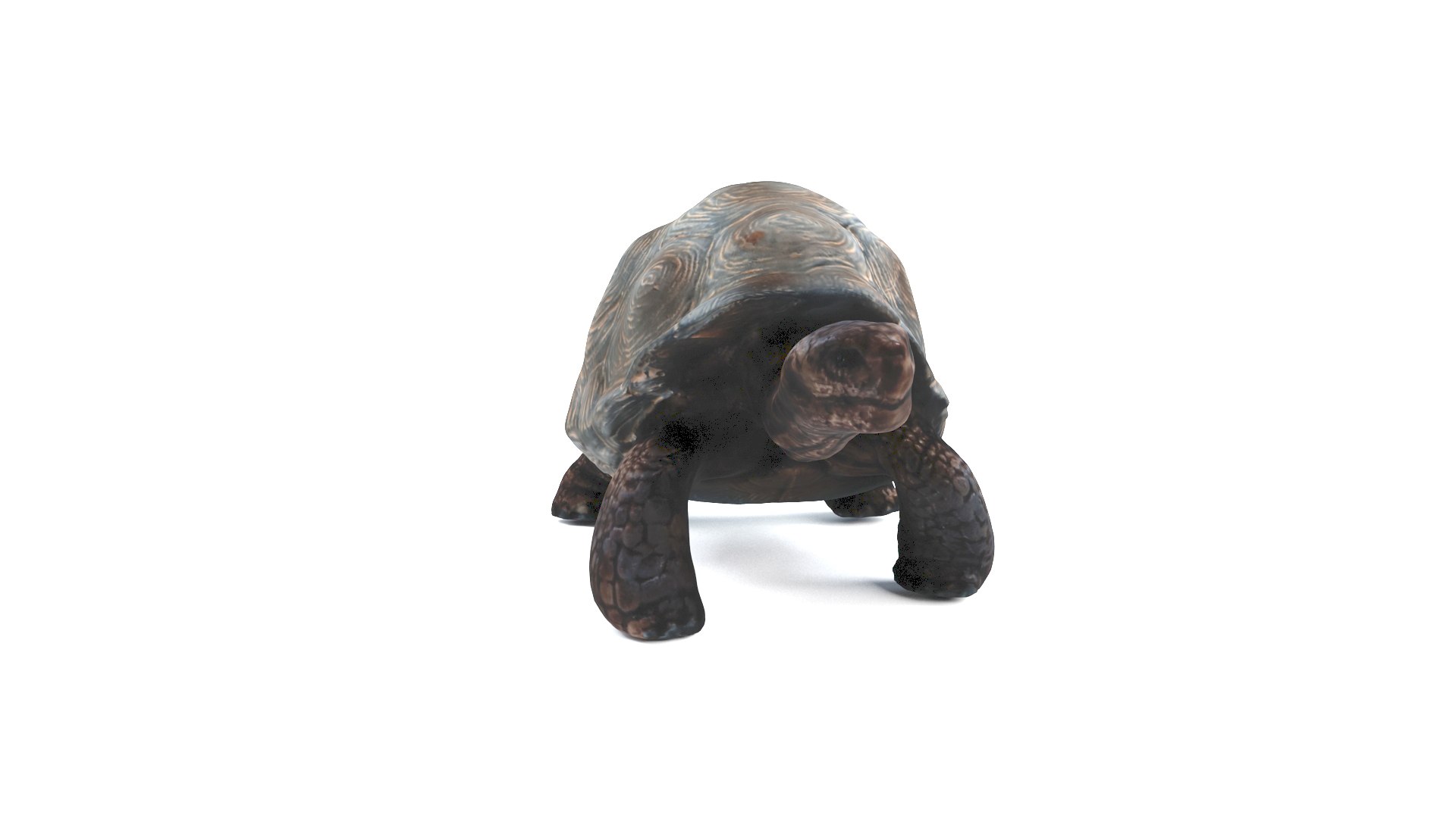 3D model tortoise turtle reptile https://p.turbosquid.com/ts-thumb/WO/BXZaI3/rxifueIN/tortoise_camera01_thumbnail_90003/jpg/1599743026/1920x1080/fit_q87/7ef0f1508acd240649c40177e74dc66892db9ea6/tortoise_camera01_thumbnail_90003.jpg