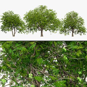 3D Realistic Juglans Regia 3D Tree