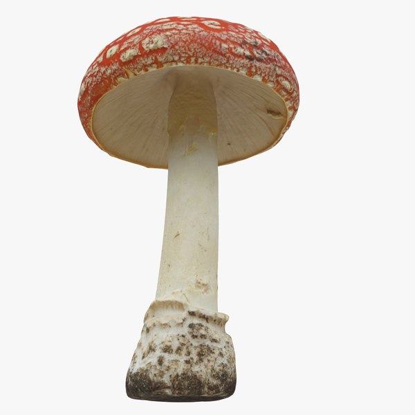 modelo 3d Toadstool 7 - TurboSquid 1804360
