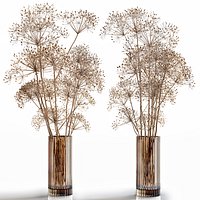 Dry flowers 7 Heracleum