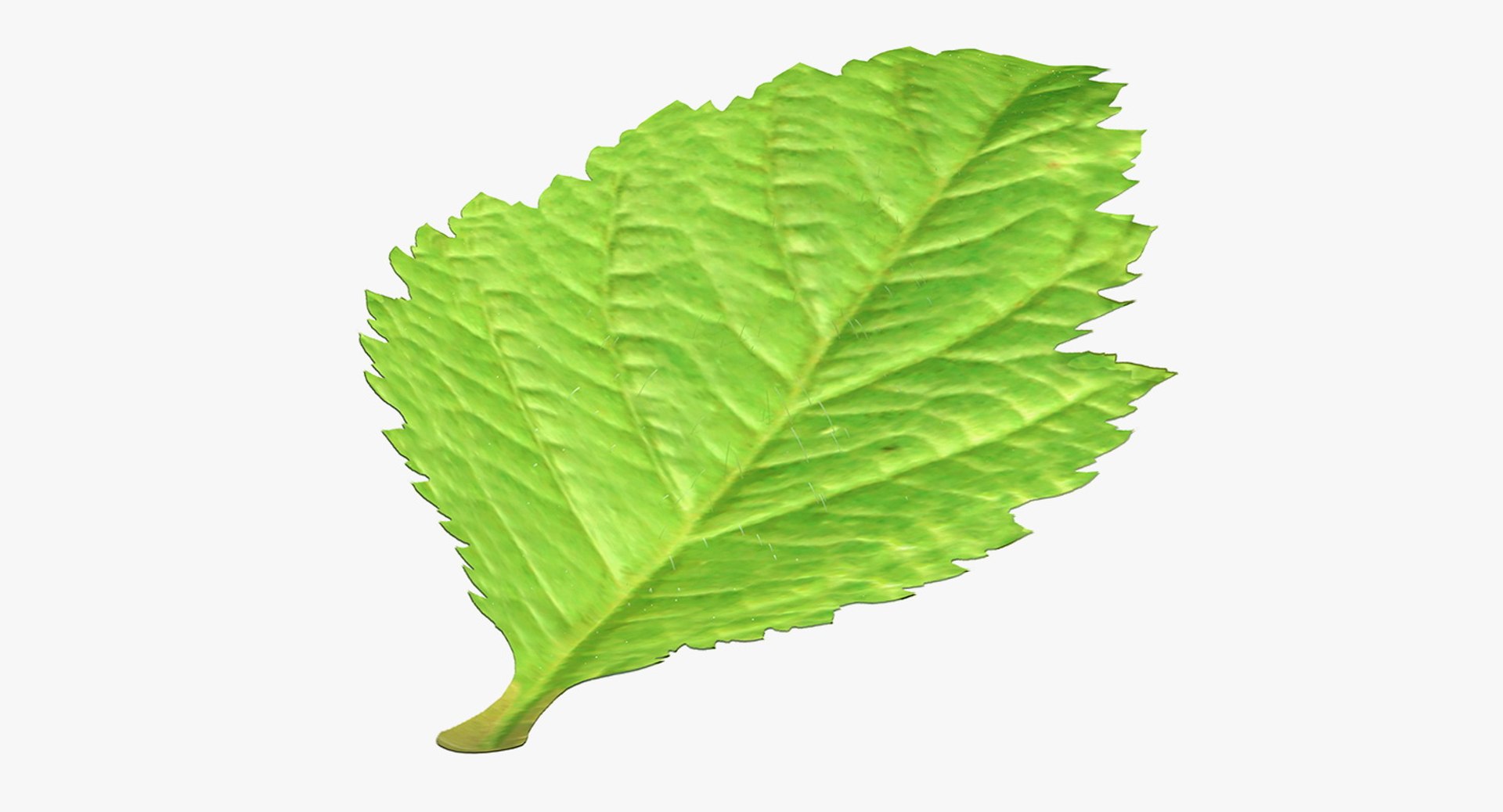 Blackberry Leaf with Fur 3D Model 3D model preview