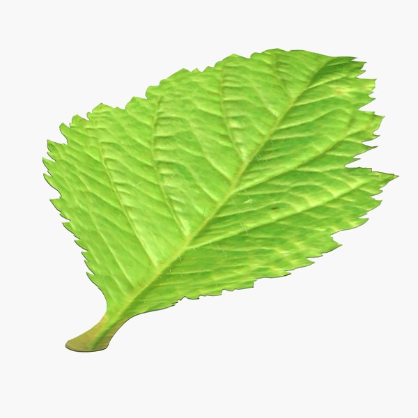 blackberry leaf fur 3D model