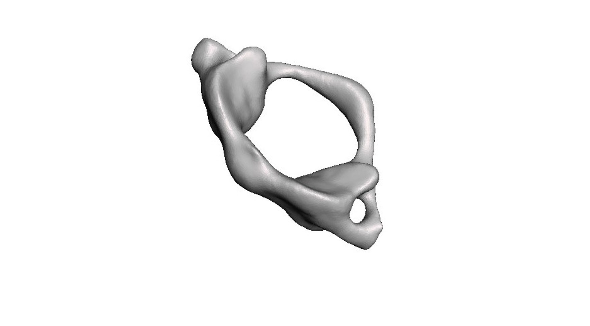 Neck Anatomy Model - TurboSquid 1617259
