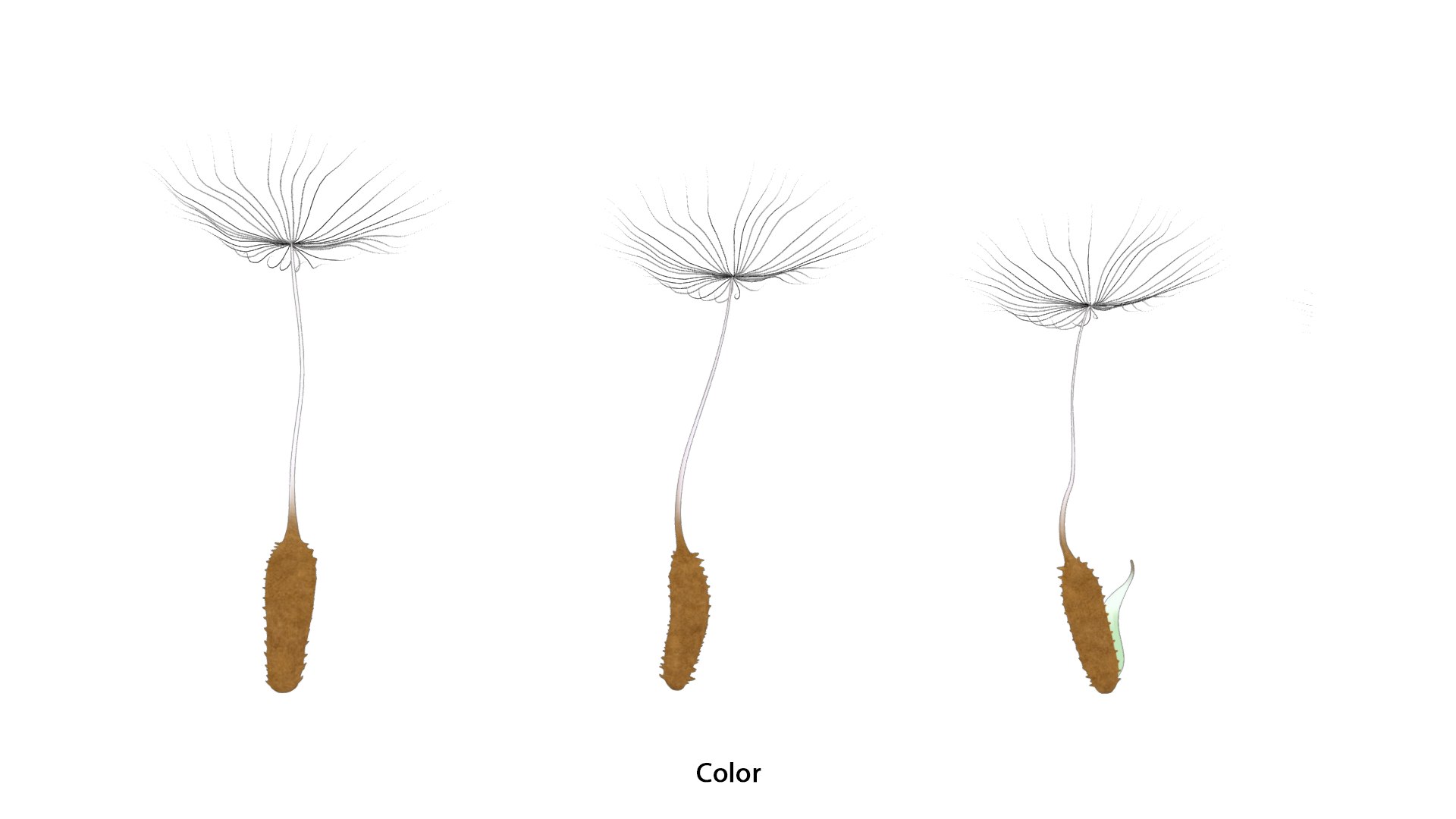 Process Of Dandelion Germination 3D model https://p.turbosquid.com/ts-thumb/WO/x563Ji/1R/dandelion_germination_color_1/png/1766657612/1920x1080/fit_q87/cb0b51ff4531d94701b14546d0ecb2ef01ef852f/dandelion_germination_color_1.jpg