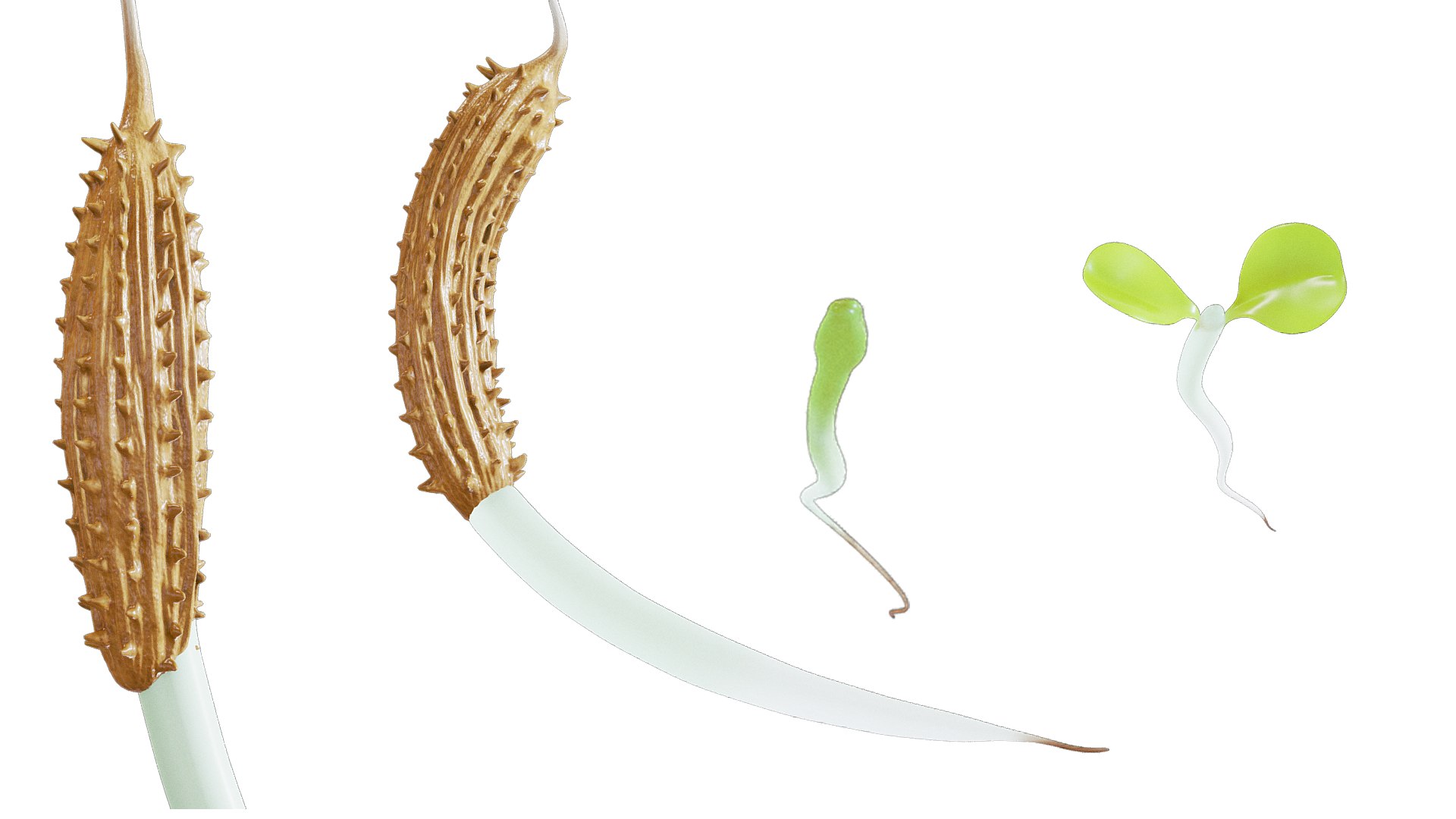 Process Of Dandelion Germination 3D model https://p.turbosquid.com/ts-thumb/WO/x563Ji/Dv/dandelion_germination_r_7/png/1766657532/1920x1080/fit_q87/a9dd5161539319856c4ef880dff4eeb8d2def592/dandelion_germination_r_7.jpg