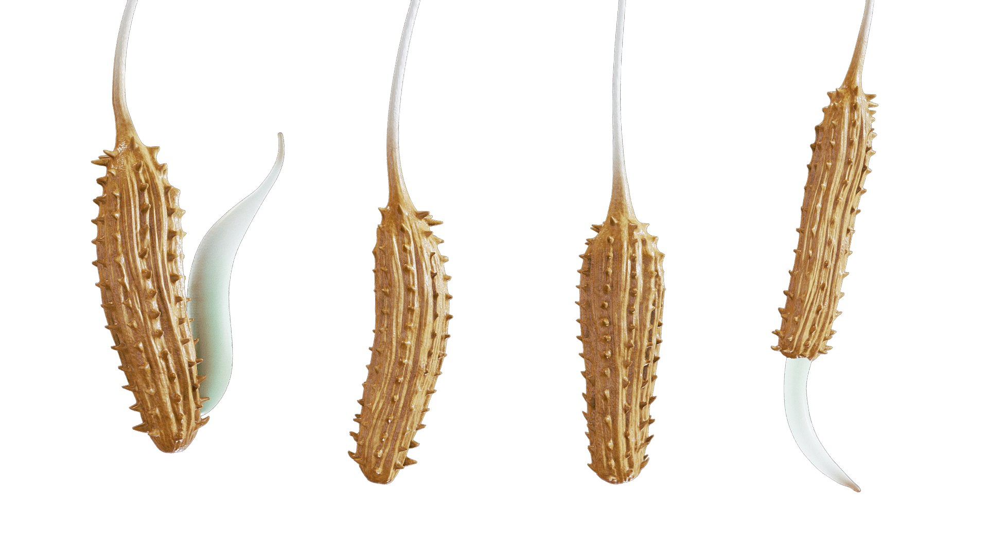 Process Of Dandelion Germination 3D model https://p.turbosquid.com/ts-thumb/WO/x563Ji/U9/dandelion_germination_r_8/png/1766657533/1920x1080/fit_q87/e24935b32cfd1098a6a7939680b7a68b975d6b5f/dandelion_germination_r_8.jpg