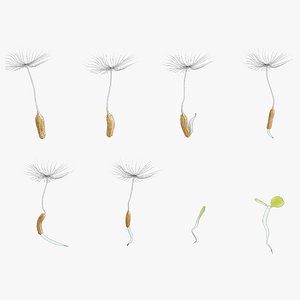 Process Of Dandelion Germination