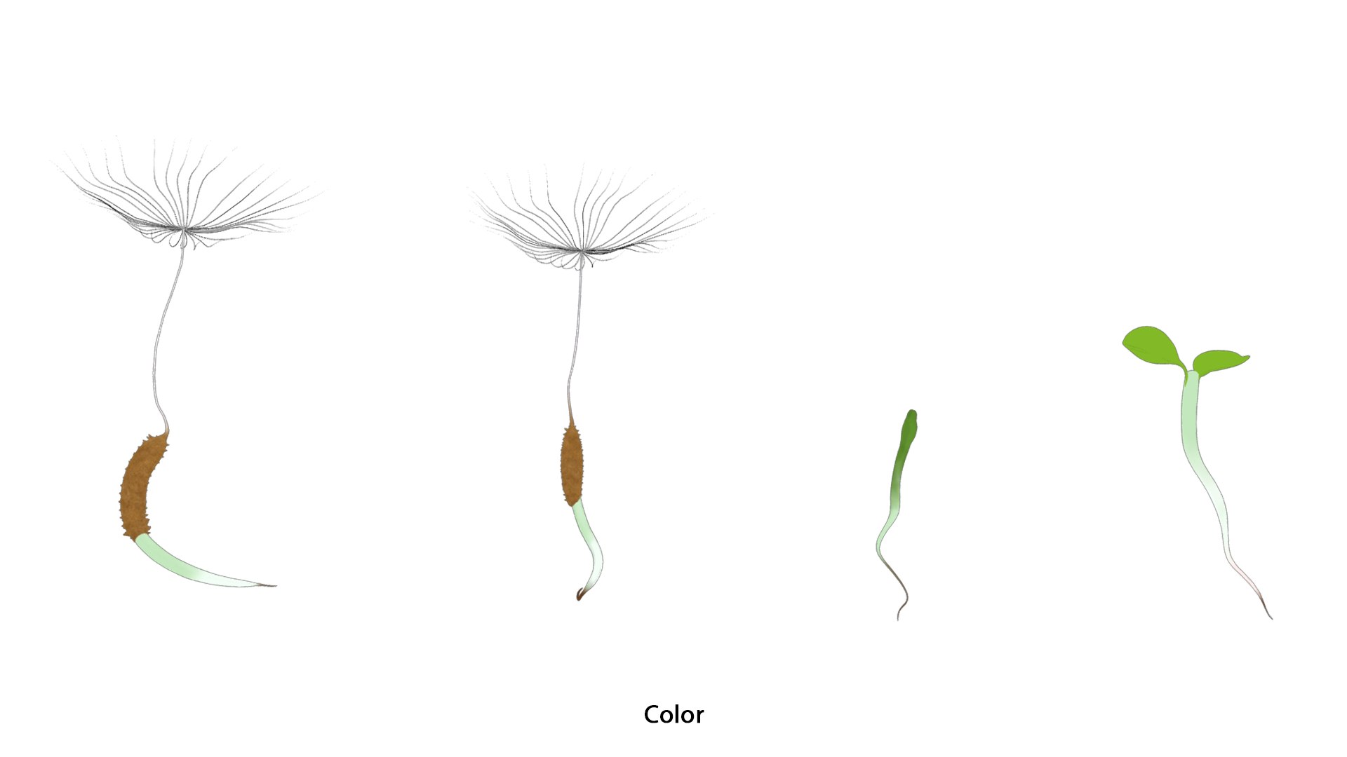 Process Of Dandelion Germination 3D model https://p.turbosquid.com/ts-thumb/WO/x563Ji/gT/dandelion_germination_color_3/png/1766657613/1920x1080/fit_q87/e27834ec6a9251759ffb78f6bf4195baa18f0197/dandelion_germination_color_3.jpg