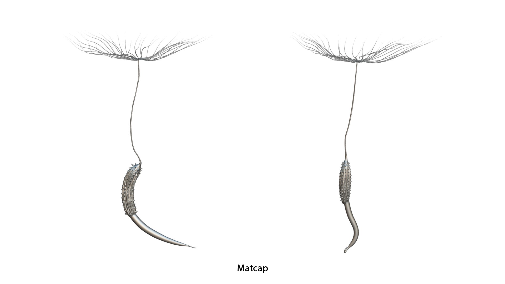 Process Of Dandelion Germination 3D model https://p.turbosquid.com/ts-thumb/WO/x563Ji/vp/dandelion_germination_matcap_3/png/1766657614/1920x1080/fit_q87/a005ebb4a5a4256844e37542d79ec3bf6b1653b2/dandelion_germination_matcap_3.jpg