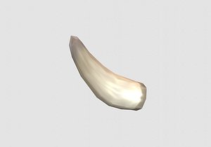 3D sharp bone horn model