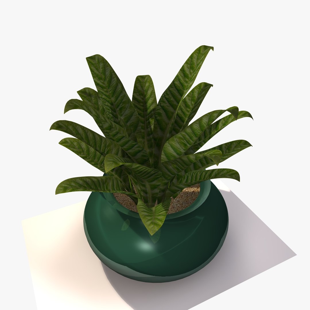 house plant 3d model