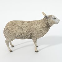 Sheep