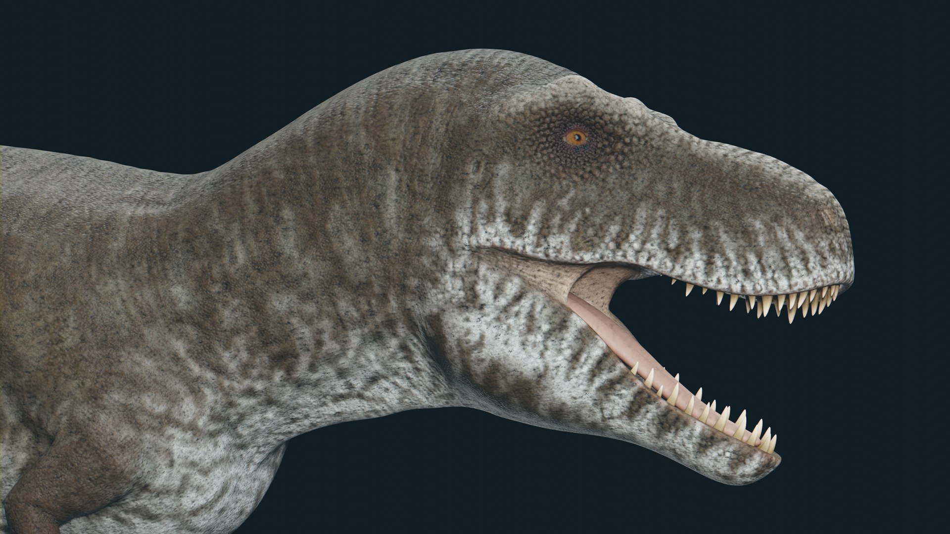 3D Tyrannosaurus model https://p.turbosquid.com/ts-thumb/WP/9Z37yQ/wy/13/jpg/1703727598/1920x1080/fit_q87/449f4d4af8342eb942faaf76d907934ae0bdd600/13.jpg