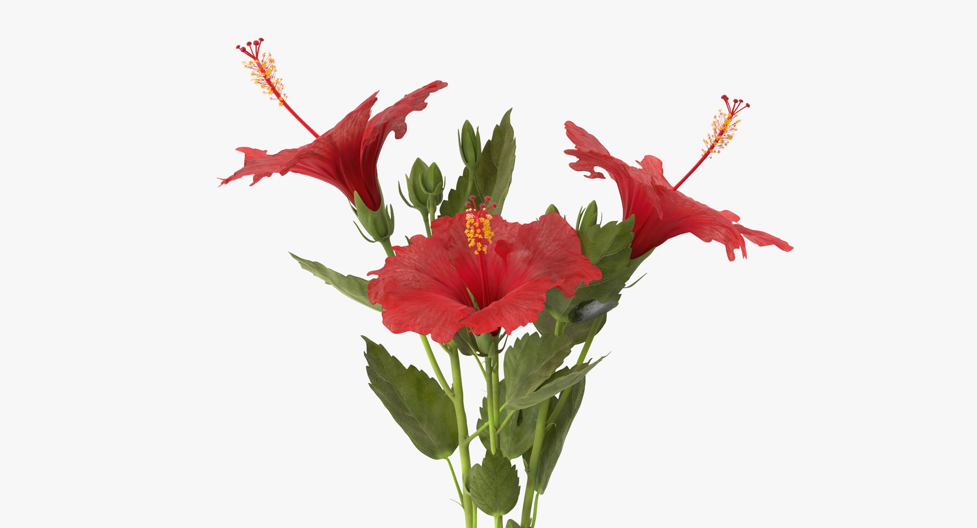 3D flower bouquets https://p.turbosquid.com/ts-thumb/WP/BWdPMU/KKWLaq9z/hibiscus_vase_001_bouquet_thumbnail_0006/jpg/1567426046/1920x1080/fit_q87/33031f37ac6854ae619323c0b69a14853773a4af/hibiscus_vase_001_bouquet_thumbnail_0006.jpg