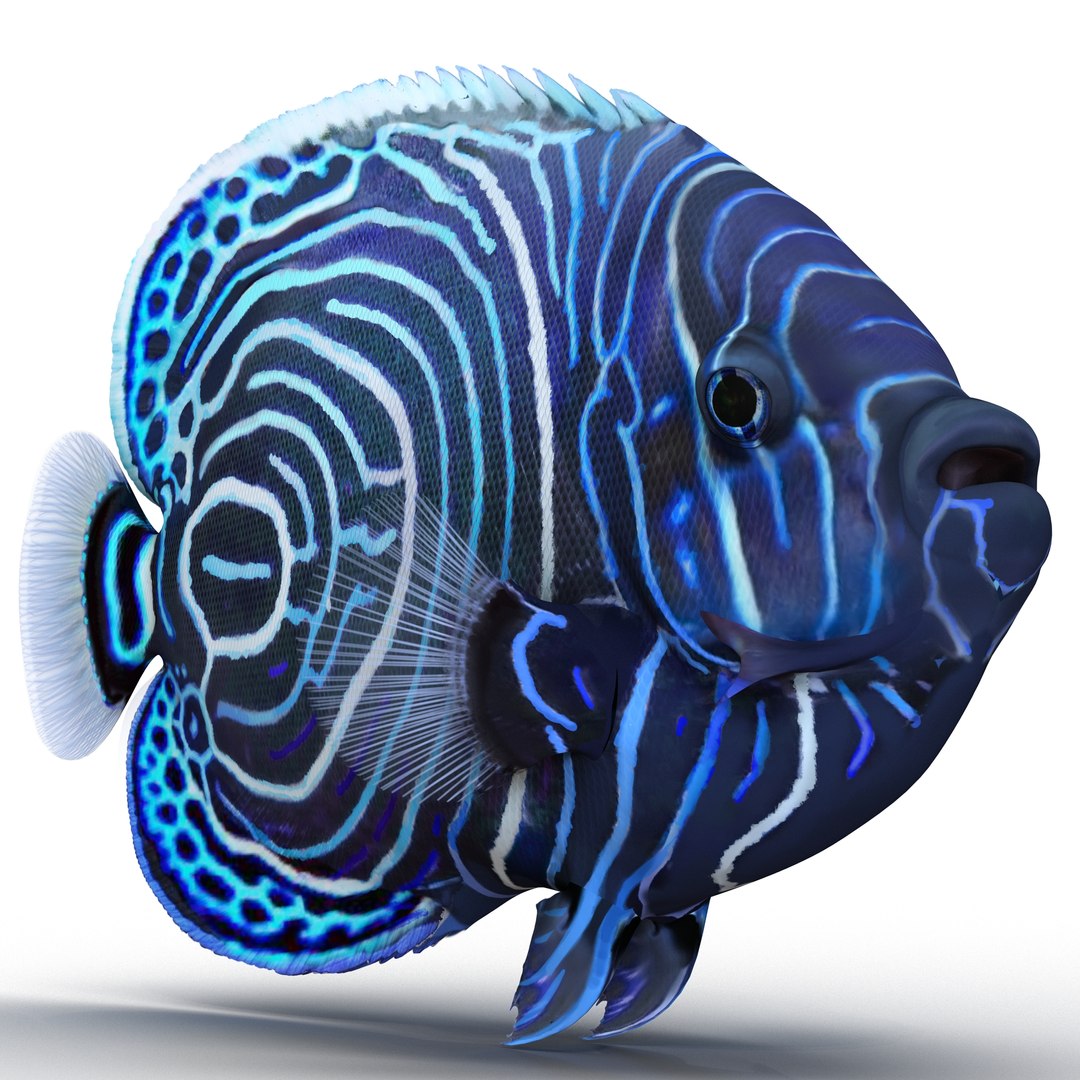 Juvenile Emperor Angelfish 3D model preview