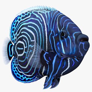 juvenile emperor angelfish 3d model