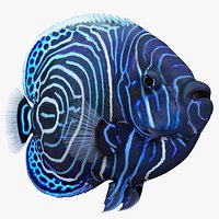 Juvenile Emperor Angelfish
