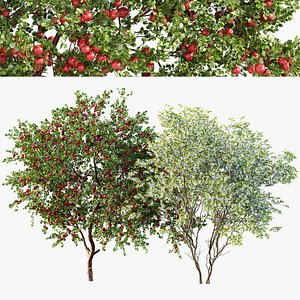 AV Amelanchier lamarckii and Apple fruit tree 3D