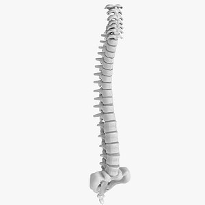 Anatomy - Human spine 1