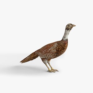 Pheasant