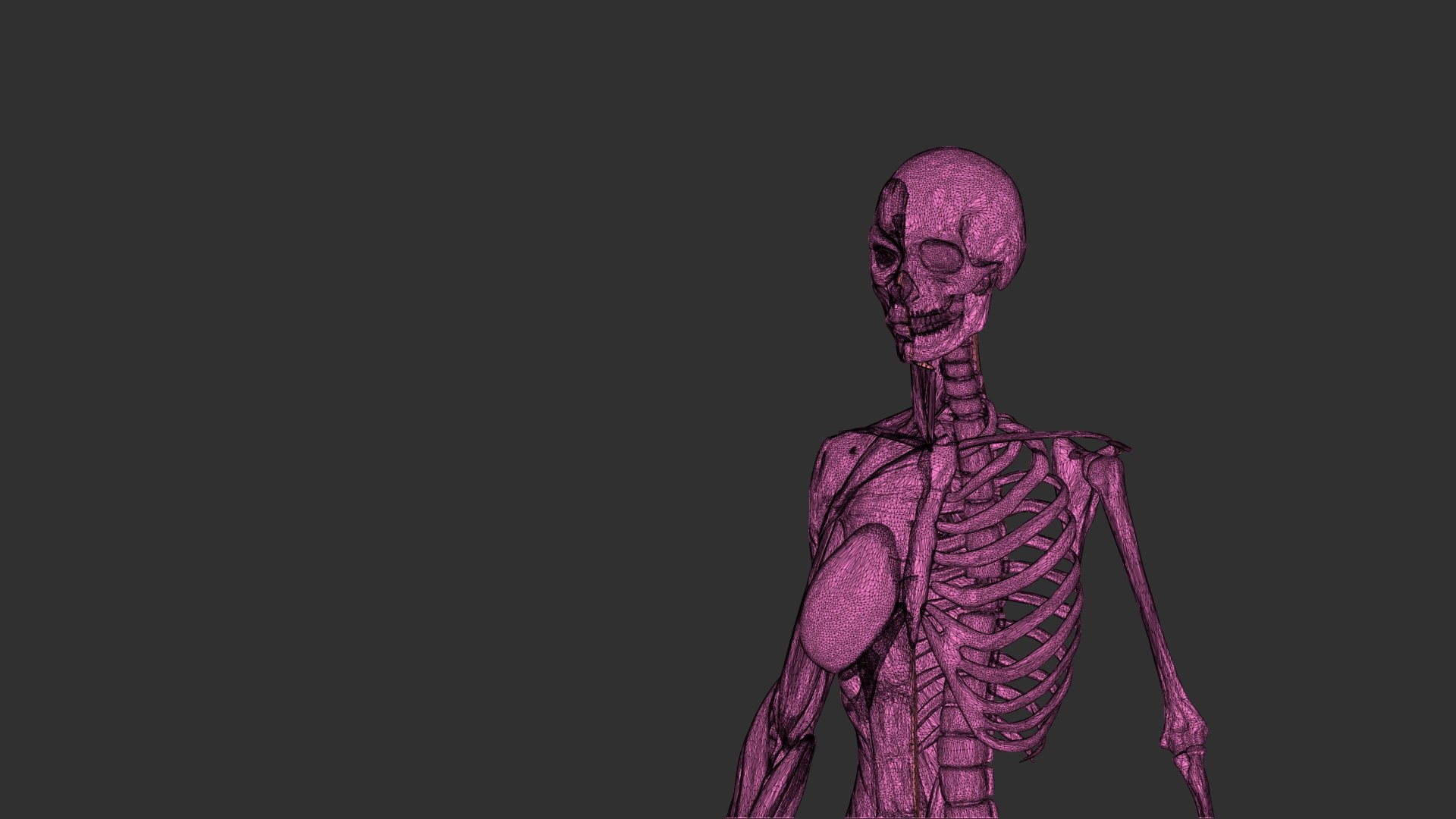 3D female muscle 3d print https://p.turbosquid.com/ts-thumb/WP/K4Gh6m/D6/femaleskeletonmusclewireframe03/jpg/1657039940/1920x1080/fit_q87/67daea6c13205efd76764c091c2925fc2ff139e4/femaleskeletonmusclewireframe03.jpg