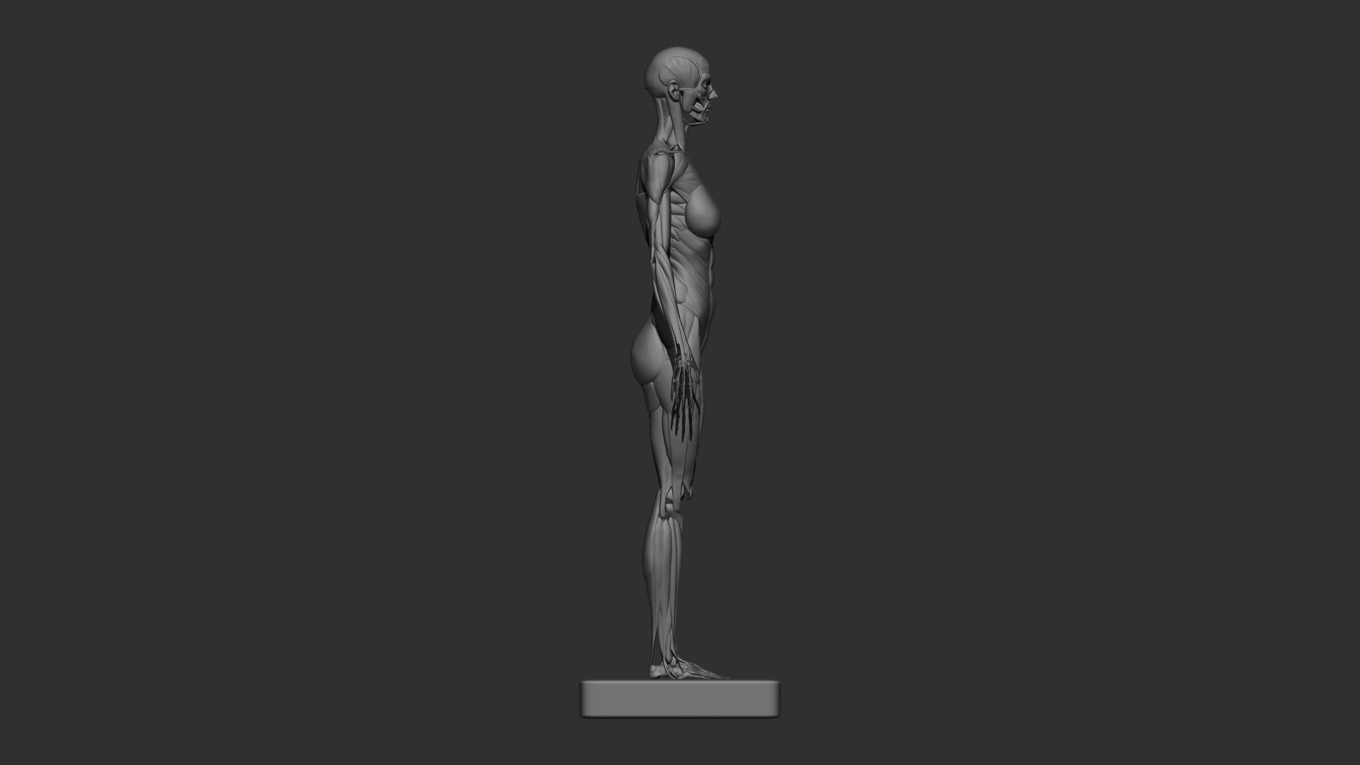 3D female muscle 3d print https://p.turbosquid.com/ts-thumb/WP/K4Gh6m/In/femaleskeletonmuscle02/jpg/1657039928/1920x1080/fit_q87/f91eca710f9517722aab4776c0d9bf9e6166e399/femaleskeletonmuscle02.jpg