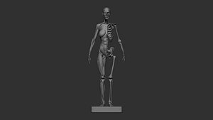 female muscle 3d print