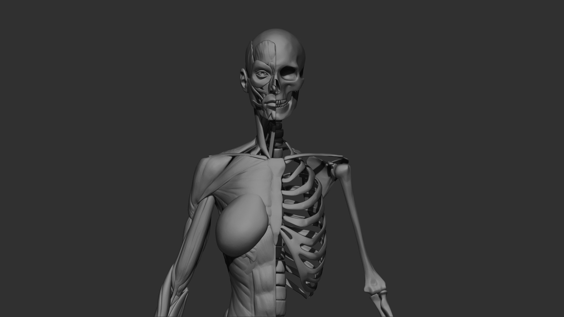 3D female muscle 3d print https://p.turbosquid.com/ts-thumb/WP/K4Gh6m/VZ/femaleskeletonmuscle07/jpg/1657039932/1920x1080/fit_q87/d9c85d74ddaabd499f747486bfc9be0e2315a084/femaleskeletonmuscle07.jpg
