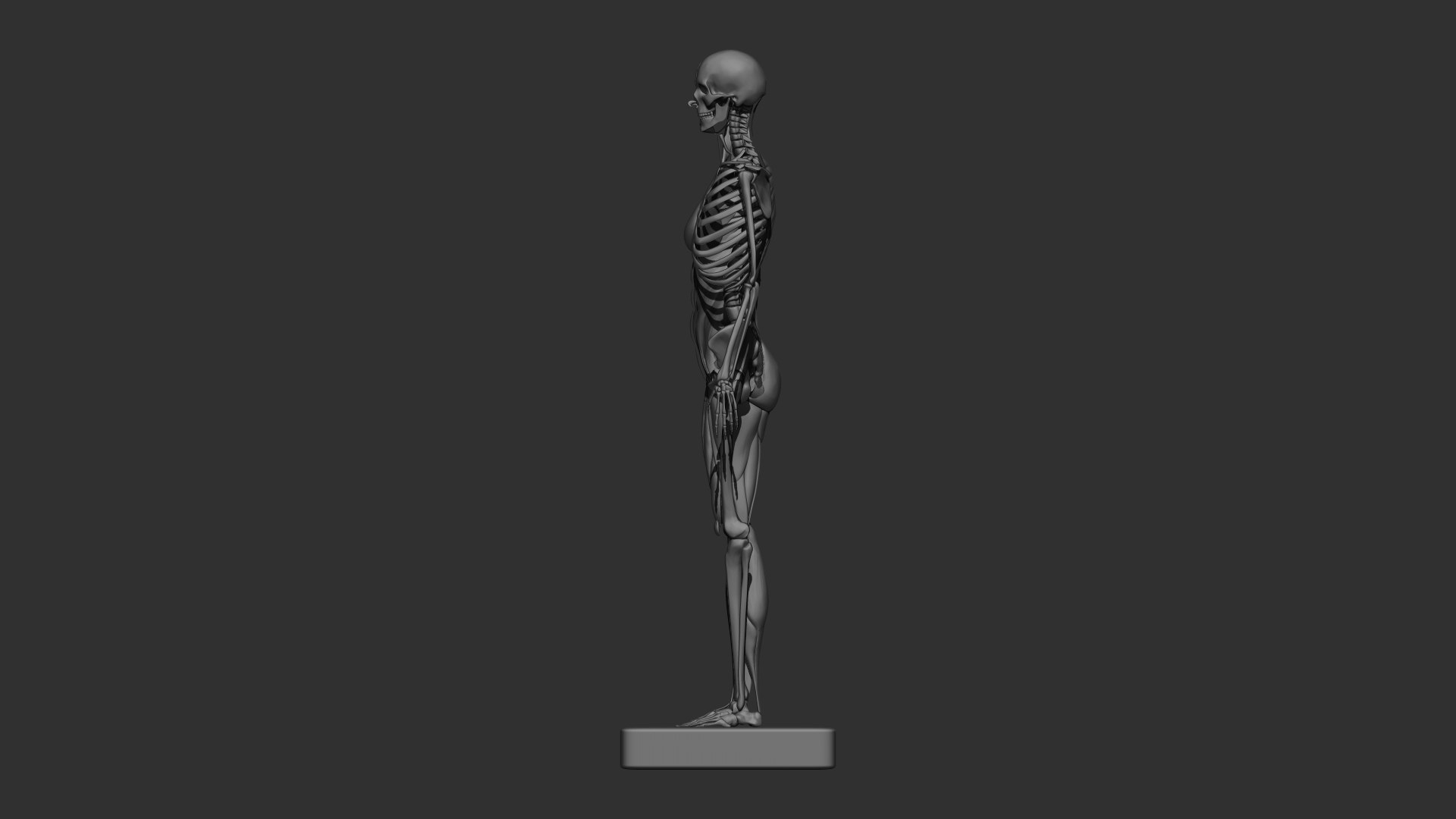 3D female muscle 3d print https://p.turbosquid.com/ts-thumb/WP/K4Gh6m/XR/femaleskeletonmuscle/jpg/1657039939/1920x1080/fit_q87/bc643a97d7e4bb3b0283d17cd9d0aa796ea1fe5a/femaleskeletonmuscle.jpg