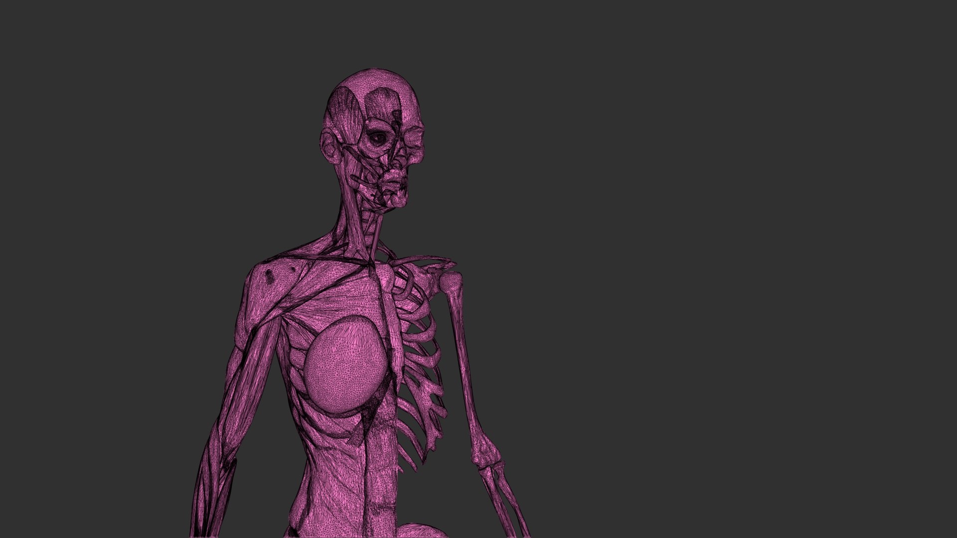 3D female muscle 3d print https://p.turbosquid.com/ts-thumb/WP/K4Gh6m/d8/femaleskeletonmusclewireframe02/jpg/1657039939/1920x1080/fit_q87/d6a8c0973e3790cb53ce7c534df4bd8974d9ccb8/femaleskeletonmusclewireframe02.jpg