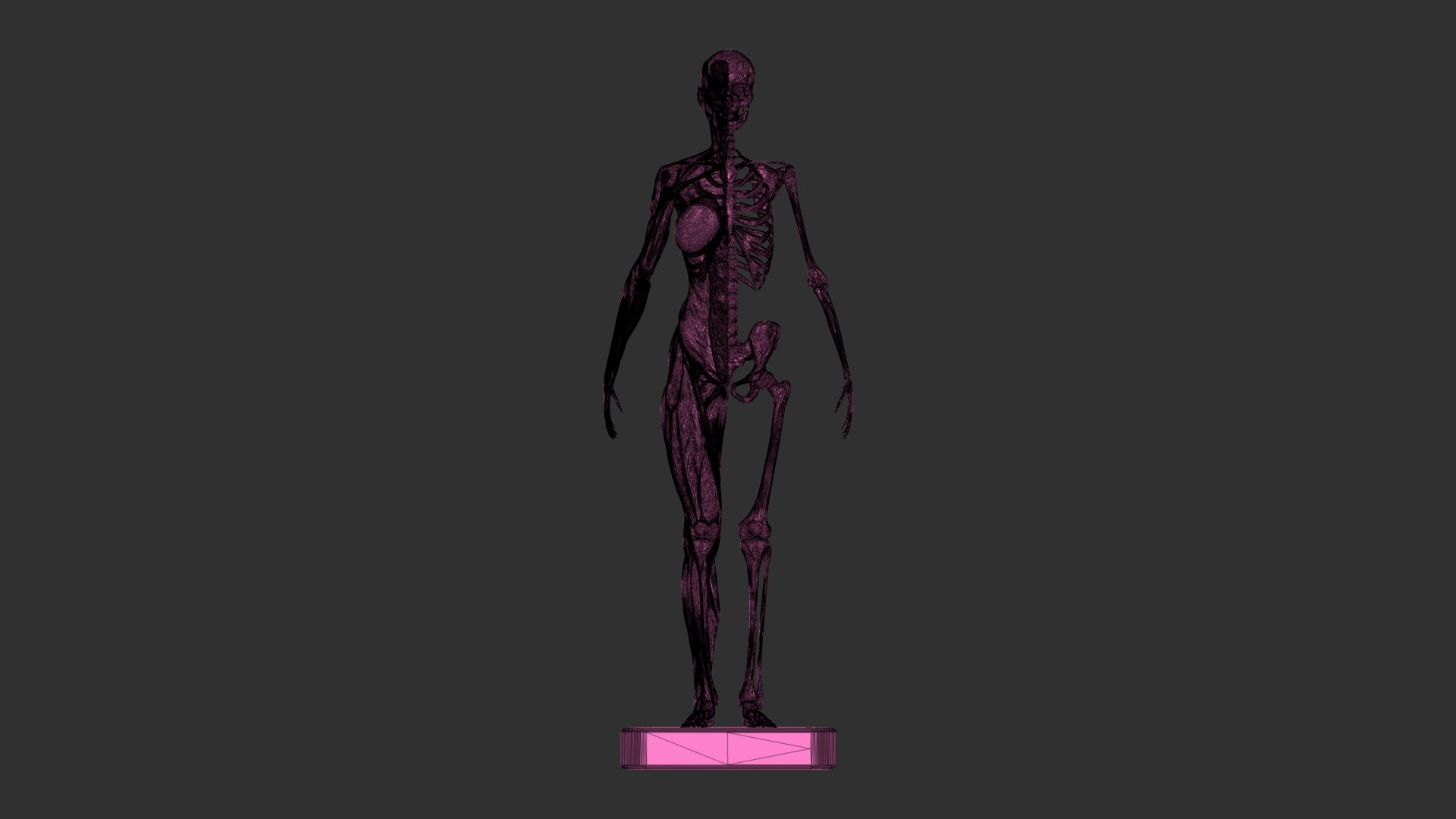 3D female muscle 3d print https://p.turbosquid.com/ts-thumb/WP/K4Gh6m/kz/femaleskeletonmusclewireframe/jpg/1657039937/1920x1080/fit_q87/b41ce0eb29a9b5ec27092855e96958e347e44966/femaleskeletonmusclewireframe.jpg