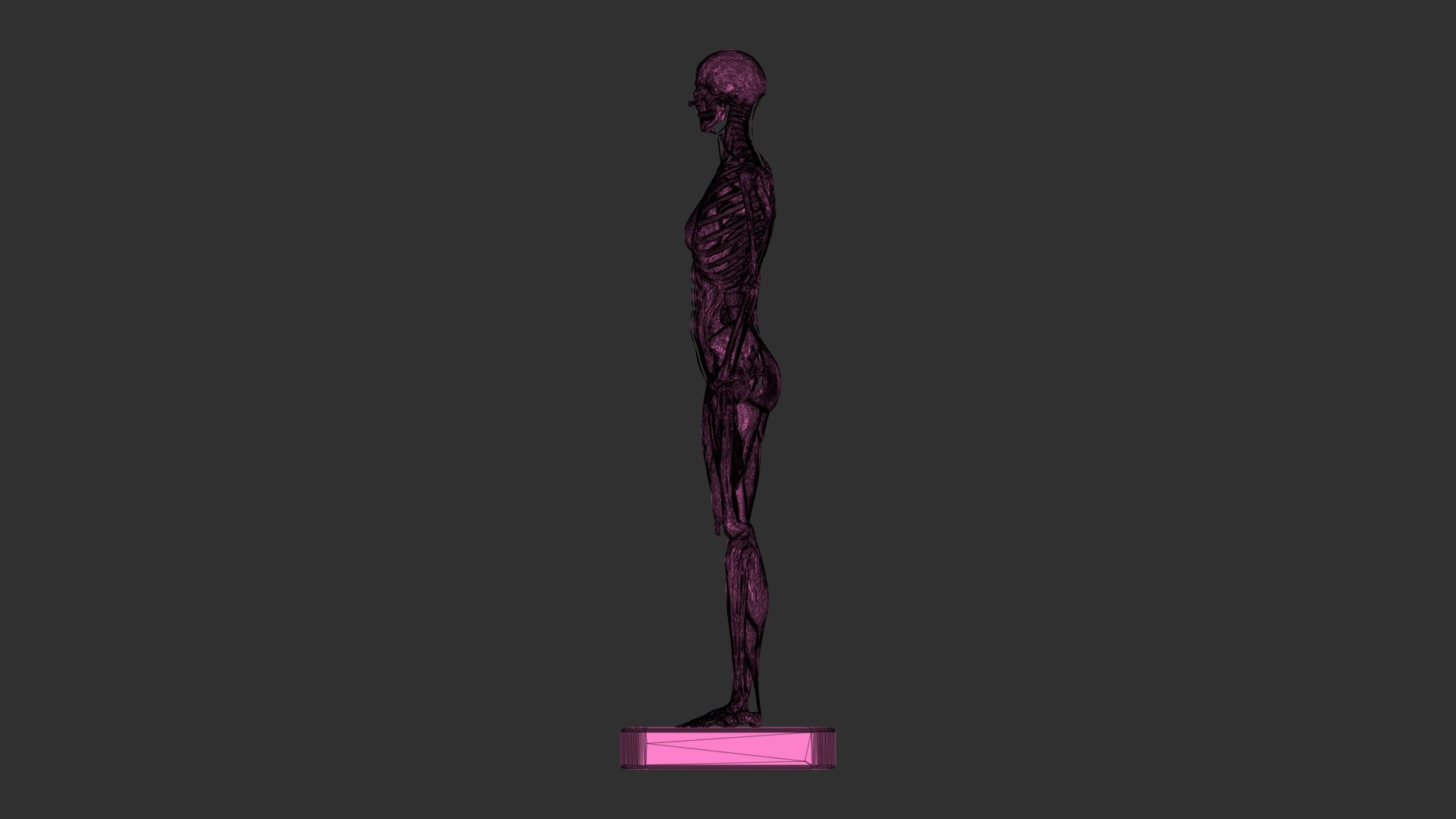 3D female muscle 3d print https://p.turbosquid.com/ts-thumb/WP/K4Gh6m/lk/femaleskeletonmusclewireframe01/jpg/1657039938/1920x1080/fit_q87/74ef4623d9a385f86e4472be1f3bbd3eb5062a79/femaleskeletonmusclewireframe01.jpg